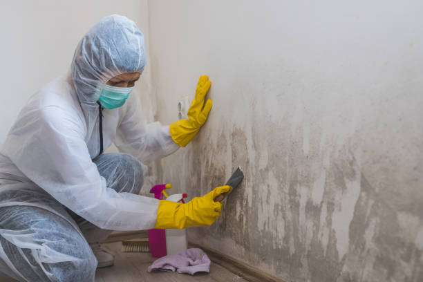 Best White Mold Remediation in Decatur, TX