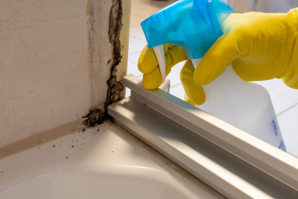 Best Residential Mold Remediation in Decatur, TX