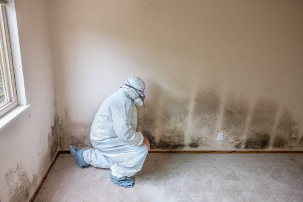 Best Crawl Space Mold Remediation in Decatur, TX