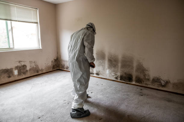 Best Residential Mold Remediation in Decatur, TX