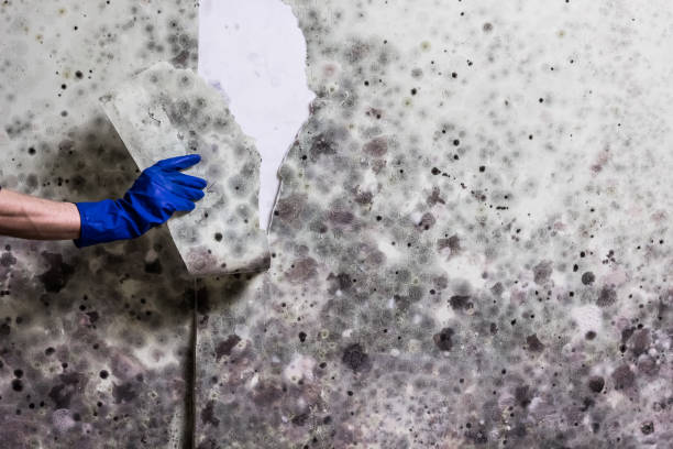 Decatur, TX Mold Remediation Company